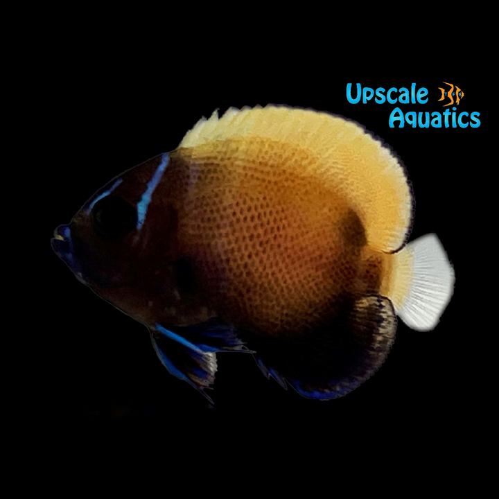 Majestic Angelfish 'Captive Bred' (Pomacanthus navarchus)
