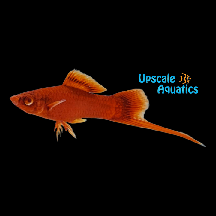 Velvet Swordtail (Xiphophorus helleri)