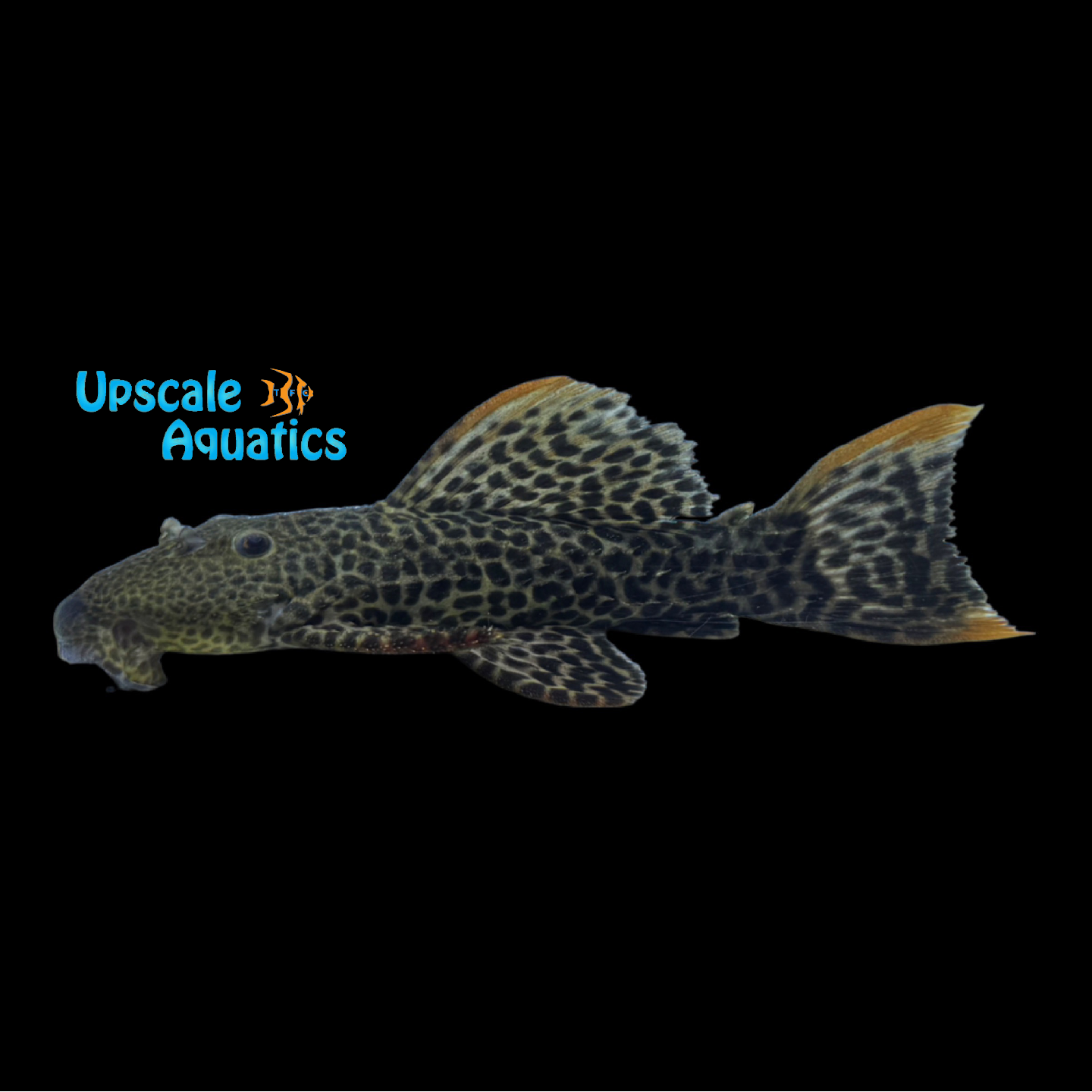 Jatapu Cactus Pleco L427 (Pseudacanthicus cf. leopardus) – Upscale Aquatics