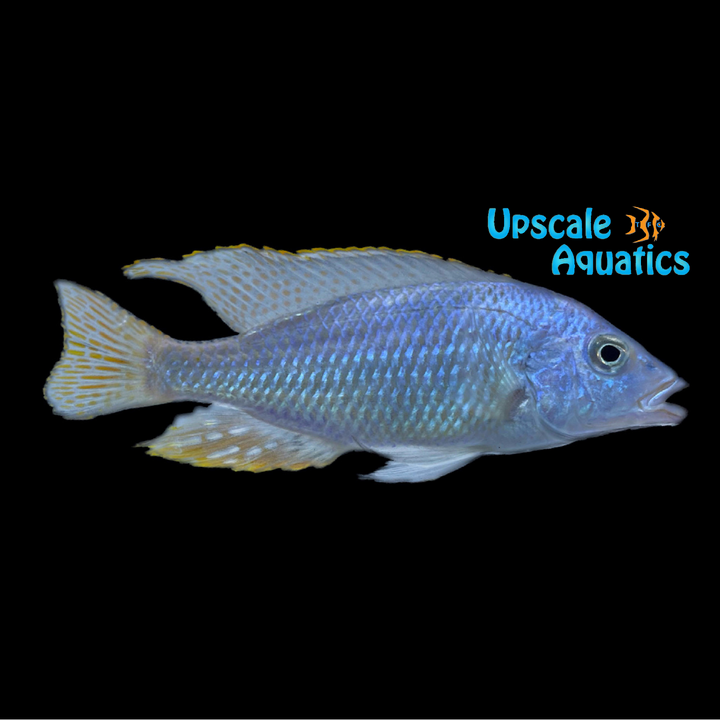 Nove Blue Longnose Hap (Otopharynx sp, nova blue) - Pair