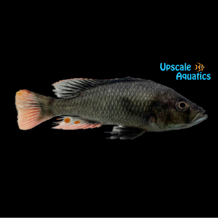 Pitch Black Fulu Hap (Haplochromis piceatus)