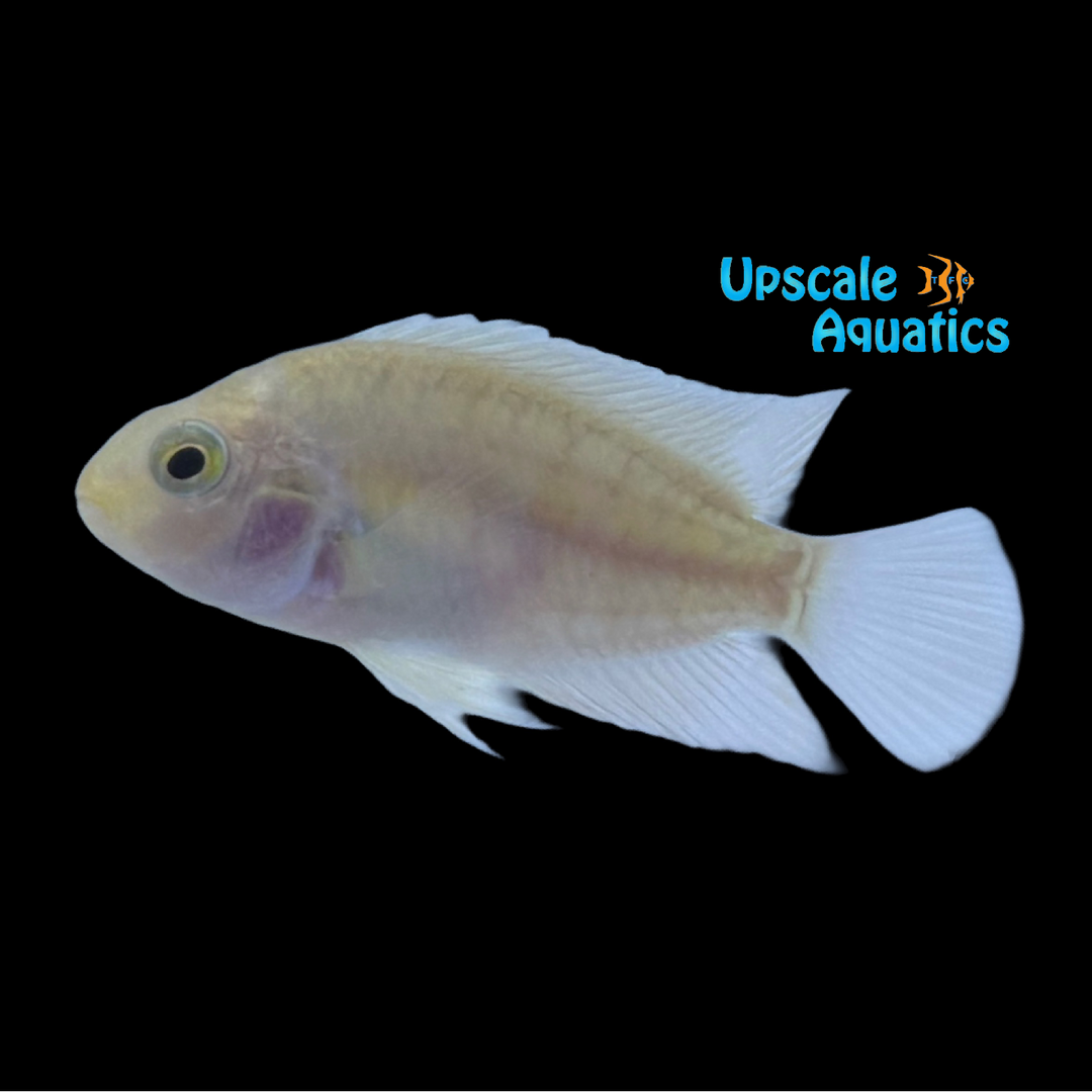 Pearl Convict Cichlid (Amatitlania nigrofasciata)