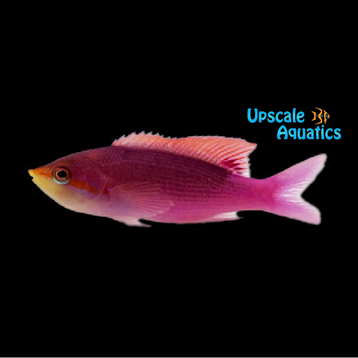 Purple Queen Anthias (Pseudanthias tuka)