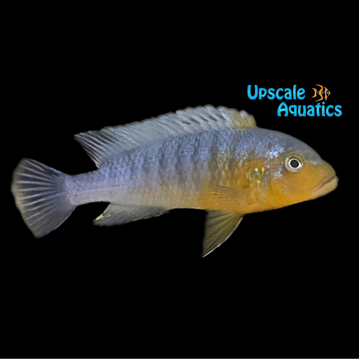Pseudotropheus Purpuratus