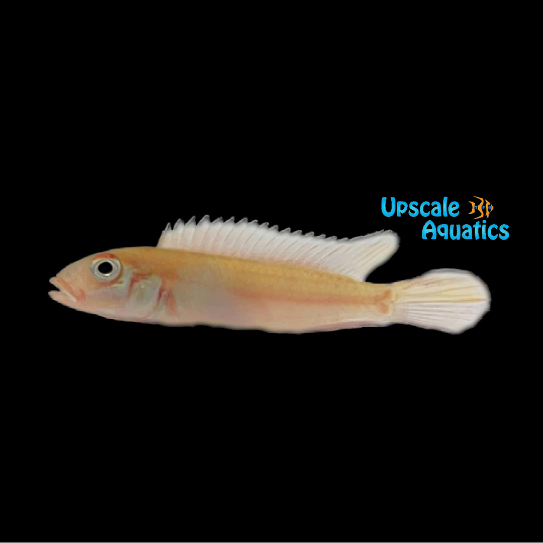 Nudiceps Dwarf Cichlid (Nanochromis nudiceps)