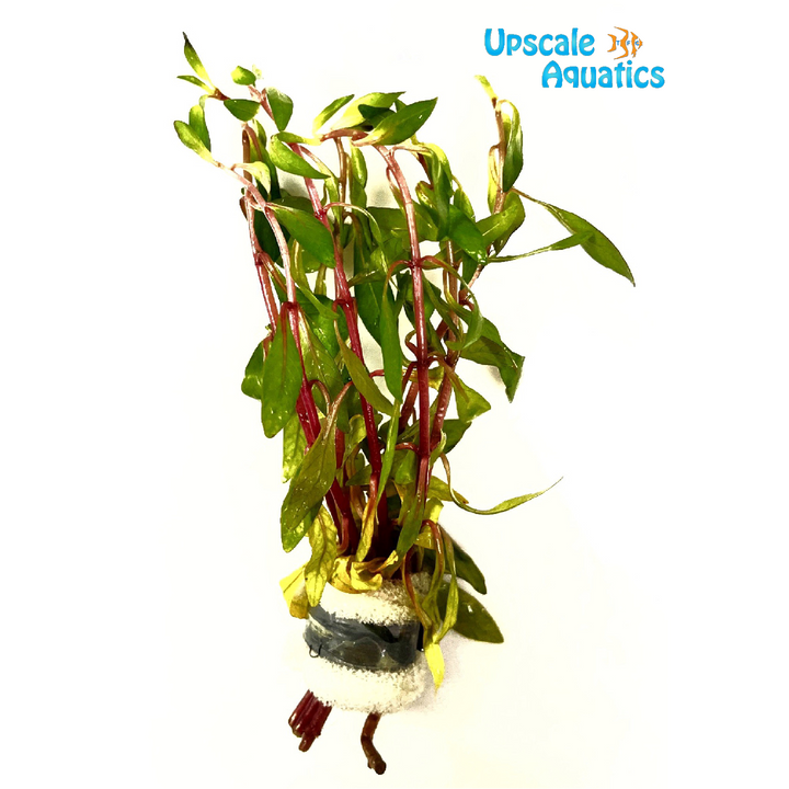 Twister Ludwigia (Ludwigia inclinata verticillata curly)