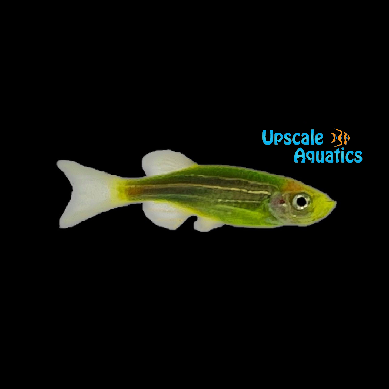 Neon Green Rainbow Zebra Danio (Danio rerio) – Upscale Aquatics