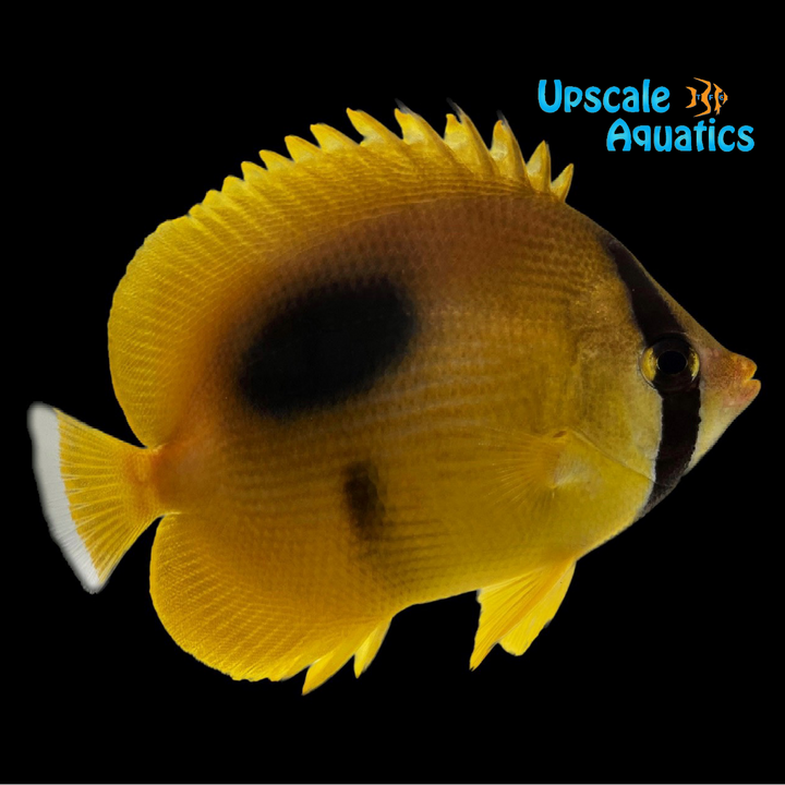 Mirror Butterflyfish (Chaetodon speculum)